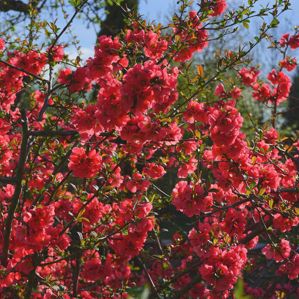 Dwarf Quince Flowers (Chaenomeles japonica)