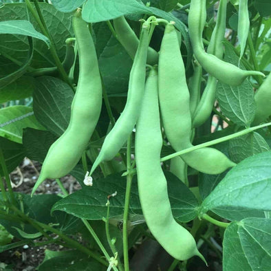 Bean (Bush/snap) Roma Ii - (Phaseolus Vulgaris) Seeds