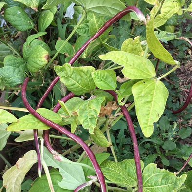 Bean (Pole) Red Noodle - (Vigna Unguiculata) Seeds
