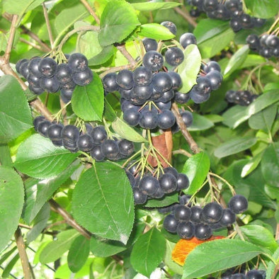 Chokeberry Black - (Aronia Melanocarpa) Seeds