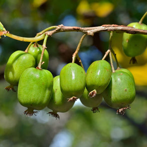 Hardy Kiwi - (Actinidia Arguta) Seeds