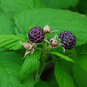 Raspberry Blackcap - (Rubus Leucodermis) Seeds