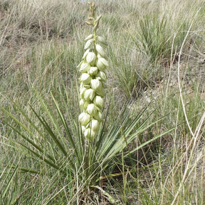 Soapweed Yucca - (Yucca Glauca) Seeds