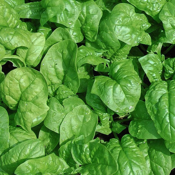 Spinach Butterflay - (Spinacia Oleracea) Seeds