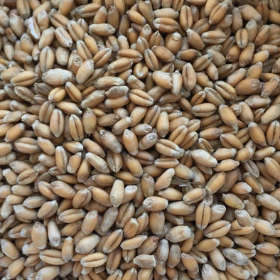 Wheat Common Winter - (Triticum Aestivum) Seeds