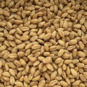 Wheat (Spring) Pima Club - (Triticum Aestivum) Seeds