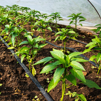 Drip Irrigation Systems