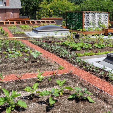 Rooftop Urban Garden
