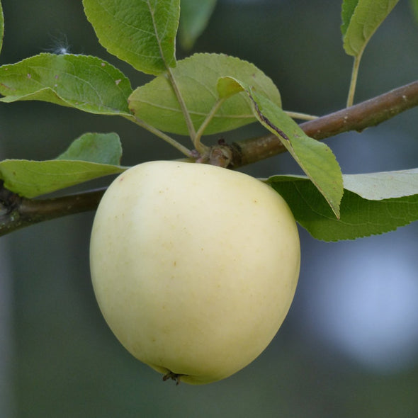 Seeds for Apple 'Antonovka' - (Malus pumila)