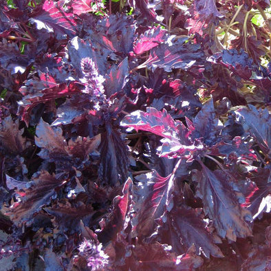 Basil 'Purple Ruffles' - (Ocimum basilicum) seeds - amkha-seed.myshopify.com