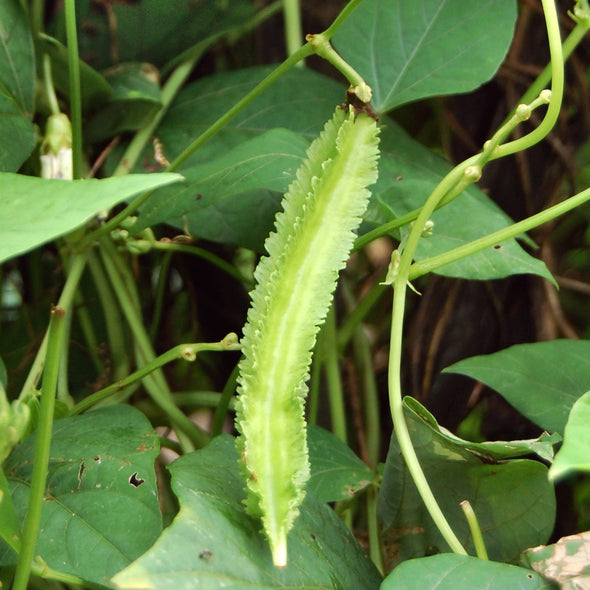Winged Bean Pod (Psophocarpus tetragonolobus)