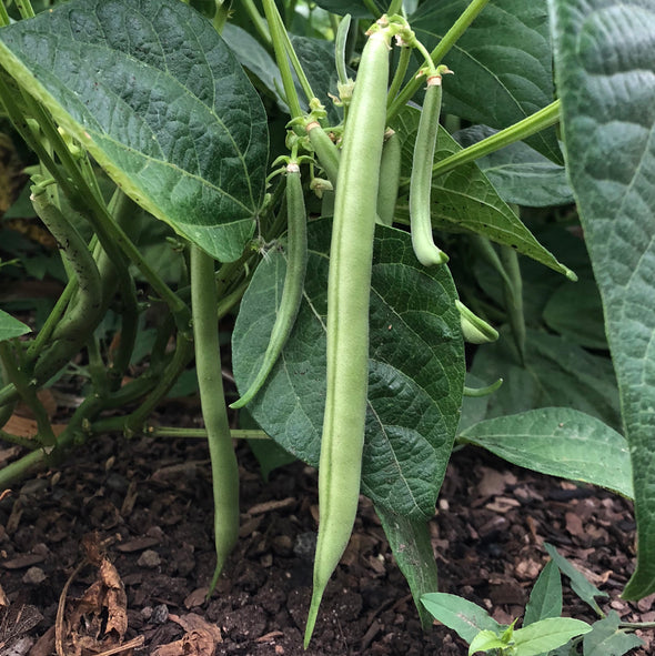 Bean (bush/snap) 'Slenderette' - (Phaseolus vulgaris) seeds - amkha-seed.myshopify.com