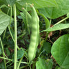 Bean (pole/dry) 'Mayflower' - (Phaseolus vulgaris) seeds - amkha-seed.myshopify.com