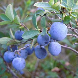 Seeds for Bilberry 'Bog' - (Vaccinium uliginosum) Fruit