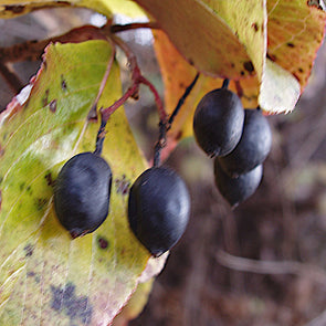 Blue Haw Berry Fruit (Viburnum rufidulum)