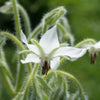 Borage (white) - (Borago officinalis var. alba) seeds - amkha-seed.myshopify.com