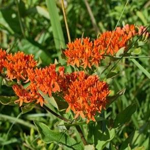 Butterfly Weed - (Asclepias tuberosa) seeds - amkha-seed.myshopify.com