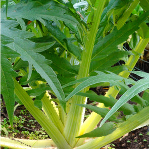 Cardoon 'Bianco Avorio' - (Cynara cardunculus) seeds - amkha-seed.myshopify.com