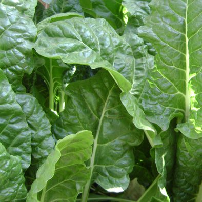 Chard 'Perpetual Spinach' - (Beta vulgaris 'flavescens') seeds - amkha-seed.myshopify.com