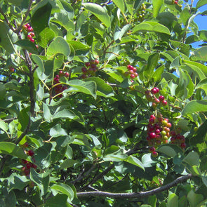 Pin Cherry Fruit (Prunus pensylvanica)