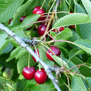 Wild Cherry Fruit - (Prunus avium)