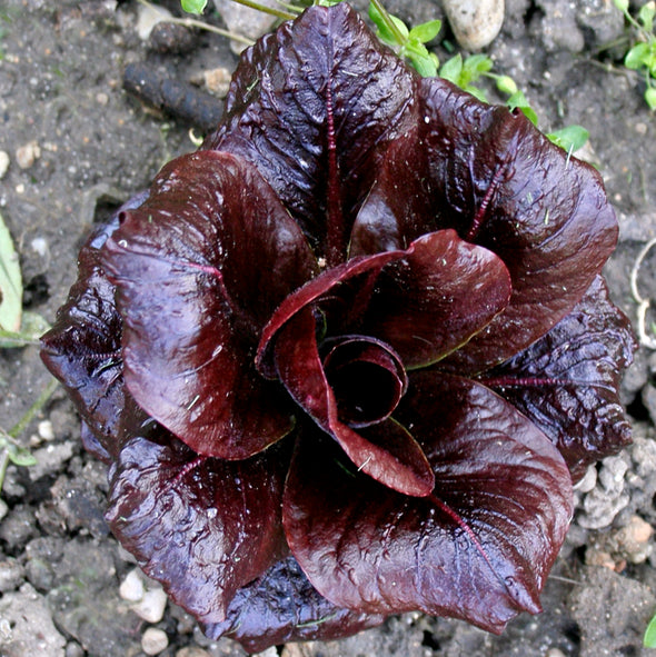 Chicory 'Grumolo Rossa'  - (Cichorium intybus) seeds - amkha-seed.myshopify.com