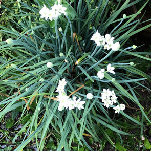 Chives 'garlic' - (Allium tuberosum) seeds - amkha-seed.myshopify.com