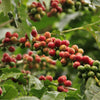 Arabica Coffee Fruit - (Coffea arabica)