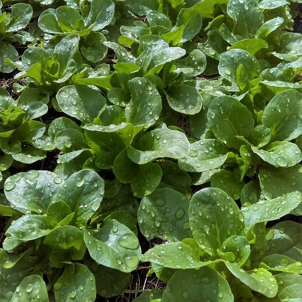 Corn Salad 'Large-Leaf Round' - (Valerianella locusta) seeds - amkha-seed.myshopify.com
