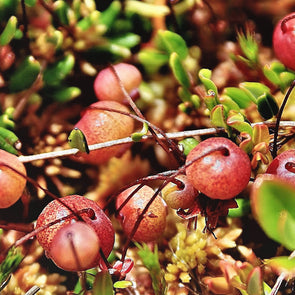 Small Cranberry Fruit (Vaccinium oxycoccos)
