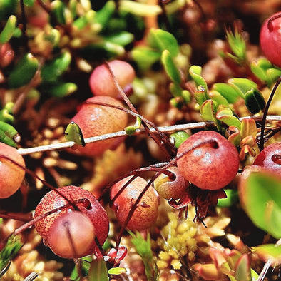 Small Cranberry Fruit (Vaccinium oxycoccos)