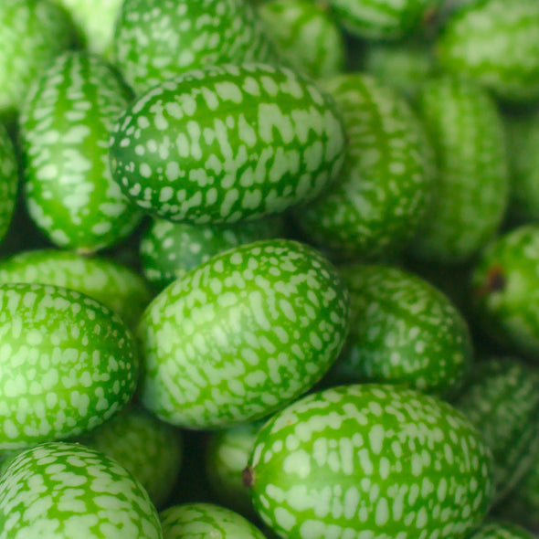 Cucamelon - (Melothria Scabra) seeds - amkha-seed.myshopify.com