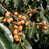 Date Plum Fruit (Diospyros lotus)