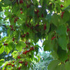 Asiatic Dogwood Fruit (Cornus officinalis)