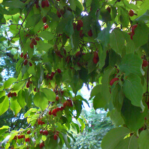 Asiatic Dogwood Fruit (Cornus officinalis)