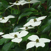 Kousa Dogwood Flowers - (Cornus kousa chinensis)