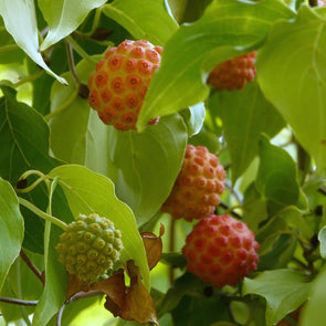 Kousa Dogwood Fruit - (Cornus kousa chinensis)