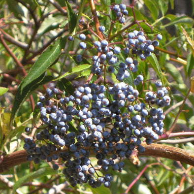 Blue Elderberry Fruit (Sambucus caerulea)