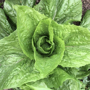 Endive 'Sugar Loaf' - (Cichorium endivia) seeds - amkha-seed.myshopify.com