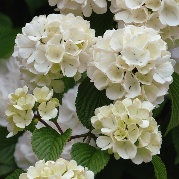 European Cranberrybush Flowers - (Viburnum opulus)