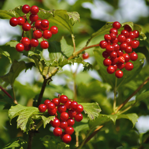 European Cranberrybush Fruit - (Viburnum opulus)