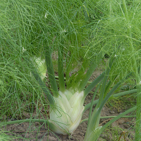 Fennel 'Zefa Fino' - (Foeniculum vulgare) seeds - amkha-seed.myshopify.com
