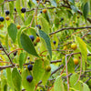 Mediterranean Hackberry Fruit - (Celtis australis)