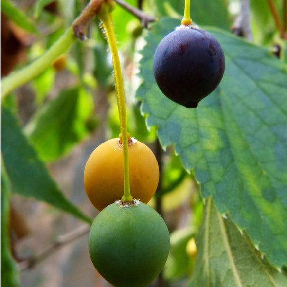 Mediterranean Hackberry Fruit Closeup - (Celtis australis)