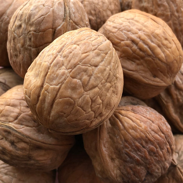 Walnut (hardy) 'Carpathian' - (Juglans regia carpathian) seeds - amkha-seed.myshopify.com