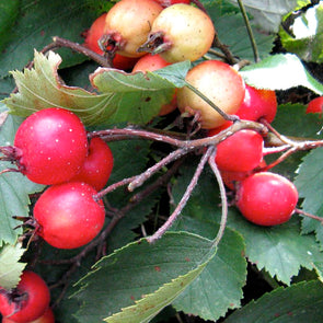 Red Hawthorn Fruit - (Crataegus mollis)