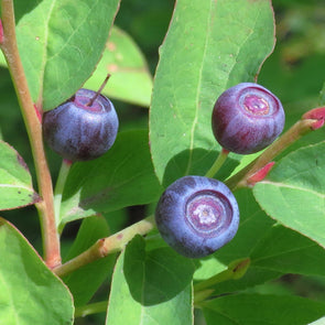 Mountain Huckleberry Fruit (Vaccinium membranaceum)