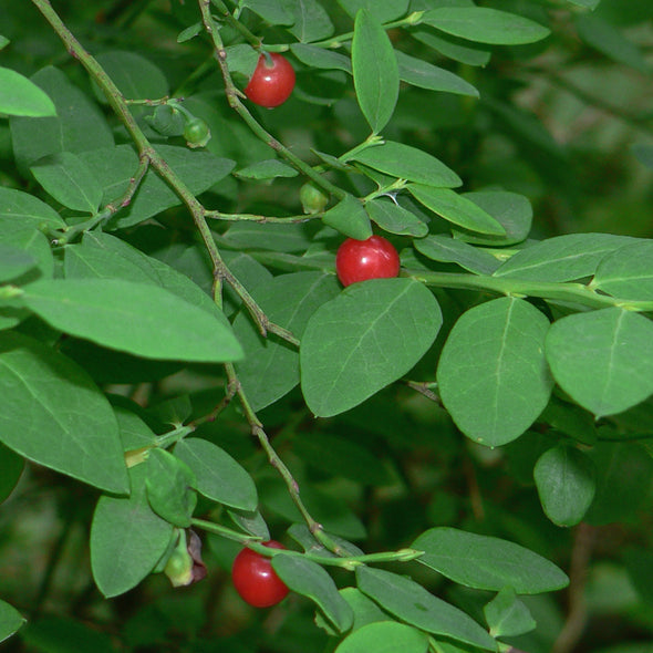 Red Huckleberry Fruit (Vaccinium parvifolium)