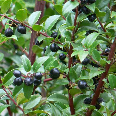 Evergreen Huckleberry Fruit (Vaccinium ovatum)