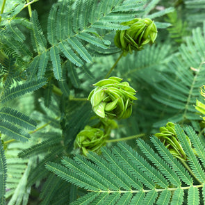 Illinois Bundleflower - (Desmanthus illinoensis) seeds - amkha-seed.myshopify.com